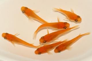 <img class='new_mark_img1' src='https://img.shop-pro.jp/img/new/icons1.gif' style='border:none;display:inline;margin:0px;padding:0px;width:auto;' />�̵��ޡ����� �ڸ�ʪ�ۡ�����3ɤ�᥹4ɤ��������M��L��DD2023