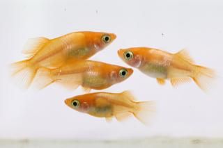 <img class='new_mark_img1' src='https://img.shop-pro.jp/img/new/icons1.gif' style='border:none;display:inline;margin:0px;padding:0px;width:auto;' />��ŷ�� �ڸ�ʪ�ۡ�����2ɤ�᥹2ɤ��������M��L��DD2024