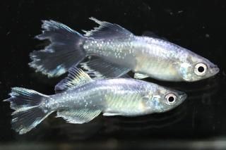 <img class='new_mark_img1' src='https://img.shop-pro.jp/img/new/icons1.gif' style='border:none;display:inline;margin:0px;padding:0px;width:auto;' />���ե��˹��ʤ��B�η��� �ڸ�ʪ�ۡ�����1ɤ�᥹1ɤ��������M��L��DD2025