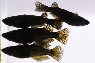 <img class='new_mark_img1' src='https://img.shop-pro.jp/img/new/icons1.gif' style='border:none;display:inline;margin:0px;padding:0px;width:auto;' />���������������ҥ��� �ڸ�ʪ�ۡ�����2ɤ�᥹2ɤ��������M��L��DD2026