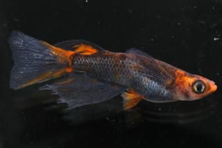 <img class='new_mark_img1' src='https://img.shop-pro.jp/img/new/icons1.gif' style='border:none;display:inline;margin:0px;padding:0px;width:auto;' />�޼�typeR�ꥢ����󥰥ե��� �ڸ�ʪ�ۡ�����1ɤ�᥹1ɤ��������L��DD2027