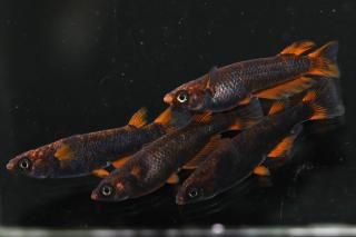 <img class='new_mark_img1' src='https://img.shop-pro.jp/img/new/icons1.gif' style='border:none;display:inline;margin:0px;padding:0px;width:auto;' />�޼�typeR�ʥ磻�ɥե�������� �ڸ�ʪ�ۡ�����2ɤ�᥹2ɤ��������L��DD2028