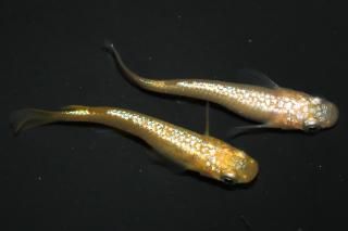 <img class='new_mark_img1' src='https://img.shop-pro.jp/img/new/icons1.gif' style='border:none;display:inline;margin:0px;padding:0px;width:auto;' />�ڲ�NEO �ڸ�ʪ�ۡ�����1ɤ�᥹1ɤ��������M��L��DD2029