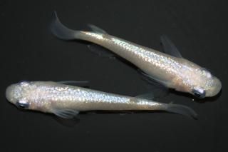 <img class='new_mark_img1' src='https://img.shop-pro.jp/img/new/icons1.gif' style='border:none;display:inline;margin:0px;padding:0px;width:auto;' />�ԥ󥯥��ե�����NEO �ڸ�ʪ�ۡ�����1ɤ�᥹1ɤ��������M��L��DD2030