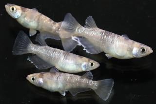 <img class='new_mark_img1' src='https://img.shop-pro.jp/img/new/icons1.gif' style='border:none;display:inline;margin:0px;padding:0px;width:auto;' />�ե����ȡߥ������꡼�������F1�����á� �ڸ�ʪ�ۡ�����2ɤ�᥹2ɤ��������L��DD2118