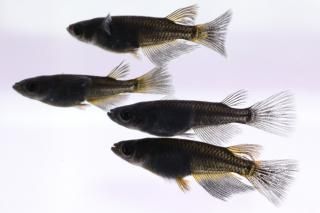 <img class='new_mark_img1' src='https://img.shop-pro.jp/img/new/icons1.gif' style='border:none;display:inline;margin:0px;padding:0px;width:auto;' />�֥�å����֥�å�����ꥢ����󥰥ե��� �ڸ�ʪ�ۡ�����2ɤ�᥹2ɤ��������M��L��DD2119