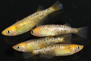 <img class='new_mark_img1' src='https://img.shop-pro.jp/img/new/icons1.gif' style='border:none;display:inline;margin:0px;padding:0px;width:auto;' />����ϥ������� �ڸ�ʪ�ۡ�����2ɤ�᥹2ɤ��������M��L��DD2120