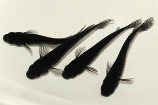 <img class='new_mark_img1' src='https://img.shop-pro.jp/img/new/icons1.gif' style='border:none;display:inline;margin:0px;padding:0px;width:auto;' />������ �ڸ�ʪ�ۡ�����2ɤ�᥹2ɤ��������M��L��DD2121