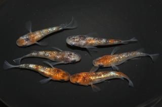 <img class='new_mark_img1' src='https://img.shop-pro.jp/img/new/icons1.gif' style='border:none;display:inline;margin:0px;padding:0px;width:auto;' />������᥷�硼�� �ڸ�ʪ�ۡ�����3ɤ�᥹3ɤ��������M��L��DD2122