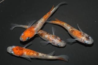 <img class='new_mark_img1' src='https://img.shop-pro.jp/img/new/icons1.gif' style='border:none;display:inline;margin:0px;padding:0px;width:auto;' />������� �ڸ�ʪ�ۡ�����2ɤ�᥹2ɤ��������M��L��DD2123