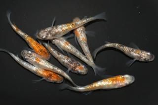 <img class='new_mark_img1' src='https://img.shop-pro.jp/img/new/icons1.gif' style='border:none;display:inline;margin:0px;padding:0px;width:auto;' />�ߤ���ϻ����ʷ�������� �ڸ�ʪ�ۡ�����4ɤ�᥹5ɤ��������M��L��DD2124