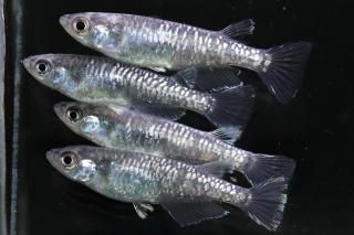 <img class='new_mark_img1' src='https://img.shop-pro.jp/img/new/icons1.gif' style='border:none;display:inline;margin:0px;padding:0px;width:auto;' />����Ƿ�������� �ڸ�ʪ�ۡ�����2ɤ�᥹2ɤ��������M��L��DD2125