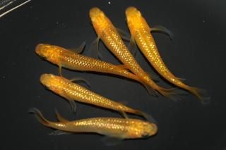 <img class='new_mark_img1' src='https://img.shop-pro.jp/img/new/icons1.gif' style='border:none;display:inline;margin:0px;padding:0px;width:auto;' />�쥯�ꥹ �ڸ�ʪ�ۡ�����2ɤ�᥹3ɤ��������L��DD2126