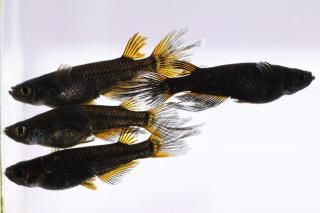 <img class='new_mark_img1' src='https://img.shop-pro.jp/img/new/icons1.gif' style='border:none;display:inline;margin:0px;padding:0px;width:auto;' />է�� �ڸ�ʪ�ۡ�����2ɤ�᥹2ɤ��������M��L��DD2127