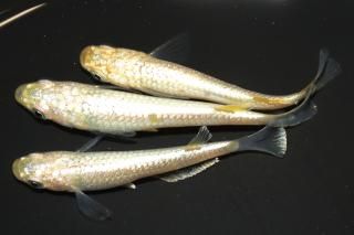 <img class='new_mark_img1' src='https://img.shop-pro.jp/img/new/icons1.gif' style='border:none;display:inline;margin:0px;padding:0px;width:auto;' />����С���� �ڸ�ʪ�ۡ�����1ɤ�᥹2ɤ��������M��L��DD2128