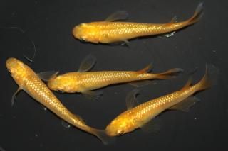 <img class='new_mark_img1' src='https://img.shop-pro.jp/img/new/icons1.gif' style='border:none;display:inline;margin:0px;padding:0px;width:auto;' />�쥯�ꥹ �ڸ�ʪ�ۡ�����2ɤ�᥹2ɤ��������M��L��DD2129