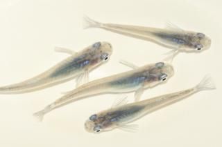 <img class='new_mark_img1' src='https://img.shop-pro.jp/img/new/icons1.gif' style='border:none;display:inline;margin:0px;padding:0px;width:auto;' />������ �ڸ�ʪ�ۡ�����2ɤ�᥹2ɤ��������M��L��DD2130