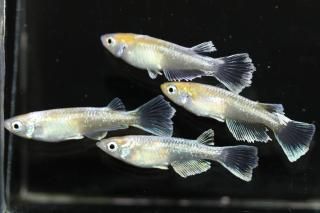 <img class='new_mark_img1' src='https://img.shop-pro.jp/img/new/icons1.gif' style='border:none;display:inline;margin:0px;padding:0px;width:auto;' />���������ޥꥢ������ߥ륢����ե�F2 �ڸ�ʪ�ۡ�����2ɤ�᥹2ɤ��������M��L��DD2132