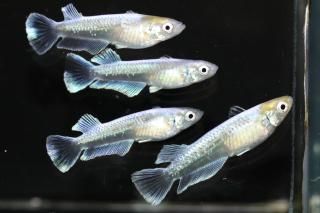 <img class='new_mark_img1' src='https://img.shop-pro.jp/img/new/icons1.gif' style='border:none;display:inline;margin:0px;padding:0px;width:auto;' />���ᥭ��ʥ᥹���ġ� �ڸ�ʪ�ۡ�����2ɤ�᥹2ɤ��������M��L��DD2133