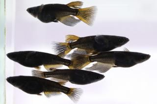 <img class='new_mark_img1' src='https://img.shop-pro.jp/img/new/icons1.gif' style='border:none;display:inline;margin:0px;padding:0px;width:auto;' />�֥�å�����ʥ������ꥢ����󥰥ե���� �ڸ�ʪ�ۡ�����3ɤ�᥹3ɤ��������M��L��DD2135