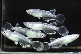 <img class='new_mark_img1' src='https://img.shop-pro.jp/img/new/icons1.gif' style='border:none;display:inline;margin:0px;padding:0px;width:auto;' />���ե��˹��ߥߥ顼���奰����F2 �ڸ�ʪ�ۡ�����2ɤ�᥹3ɤ��������M��L��DD2136