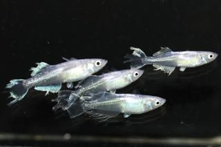 <img class='new_mark_img1' src='https://img.shop-pro.jp/img/new/icons1.gif' style='border:none;display:inline;margin:0px;padding:0px;width:auto;' />ǡ������ӥ����̼������ �ڸ�ʪ�ۡ�����2ɤ�᥹2ɤ��������M��L��DD2137