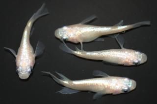 <img class='new_mark_img1' src='https://img.shop-pro.jp/img/new/icons1.gif' style='border:none;display:inline;margin:0px;padding:0px;width:auto;' />�ԥ󥯥��ե�����NEO���硼�ȡ�Ⱦ����ޡ������ �ڸ�ʪ�ۡ�����2ɤ�᥹2ɤ��������M��L��DD2138