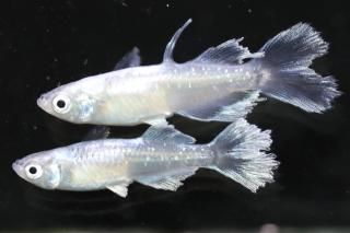 <img class='new_mark_img1' src='https://img.shop-pro.jp/img/new/icons1.gif' style='border:none;display:inline;margin:0px;padding:0px;width:auto;' />���ե��˹��ʥ���������饤�� �ڸ�ʪ�ۡ�����1ɤ�᥹1ɤ��������M��L��DD2139