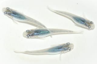 <img class='new_mark_img1' src='https://img.shop-pro.jp/img/new/icons1.gif' style='border:none;display:inline;margin:0px;padding:0px;width:auto;' />���� �ڸ�ʪ�ۡ�����2ɤ�᥹2ɤ��������M��DD2308