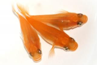 <img class='new_mark_img1' src='https://img.shop-pro.jp/img/new/icons1.gif' style='border:none;display:inline;margin:0px;padding:0px;width:auto;' />�̵���Ⱦ����� �ڸ�ʪ�ۡ�����1ɤ�᥹2ɤ��������M��DD2309