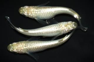 <img class='new_mark_img1' src='https://img.shop-pro.jp/img/new/icons1.gif' style='border:none;display:inline;margin:0px;padding:0px;width:auto;' />����С���� �ڸ�ʪ�ۡ�����1ɤ�᥹2ɤ��������M��L��DD2310