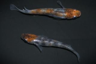 <img class='new_mark_img1' src='https://img.shop-pro.jp/img/new/icons1.gif' style='border:none;display:inline;margin:0px;padding:0px;width:auto;' />���ȶ̶� �ڸ�ʪ�ۡ�����1ɤ�᥹1ɤ��������M��DD2311