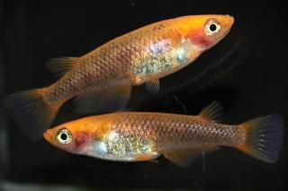 <img class='new_mark_img1' src='https://img.shop-pro.jp/img/new/icons1.gif' style='border:none;display:inline;margin:0px;padding:0px;width:auto;' />����Ʃ���ڥ֥�å���� �ڸ�ʪ�ۡ�����1ɤ�᥹1ɤ��������M��L��DD2312