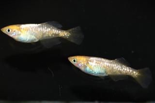 <img class='new_mark_img1' src='https://img.shop-pro.jp/img/new/icons1.gif' style='border:none;display:inline;margin:0px;padding:0px;width:auto;' />����ϥ������ڥҥ��� �ڸ�ʪ�ۡ�����1ɤ�᥹2ɤ��������M��DD2315