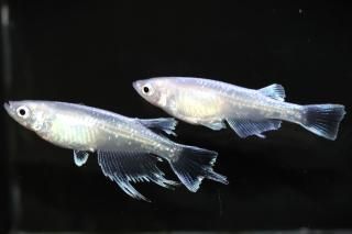 <img class='new_mark_img1' src='https://img.shop-pro.jp/img/new/icons1.gif' style='border:none;display:inline;margin:0px;padding:0px;width:auto;' />ǡ�������������η� �ڸ�ʪ�ۡ�����1ɤ�᥹1ɤ��������M��L��DD2316