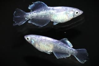 <img class='new_mark_img1' src='https://img.shop-pro.jp/img/new/icons1.gif' style='border:none;display:inline;margin:0px;padding:0px;width:auto;' />ǡ�� �ڸ�ʪ�ۡ�����1ɤ�᥹1ɤ��������M��DD2317