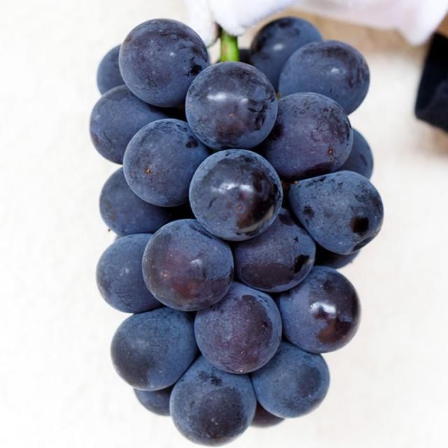 京都・丹波ぶどう | 藤稔 1kg - 丹波 ほっこり農園