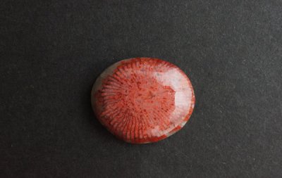 <img class='new_mark_img1' src='https://img.shop-pro.jp/img/new/icons49.gif' style='border:none;display:inline;margin:0px;padding:0px;width:auto;' />Agatized Fossil Horn Coral 