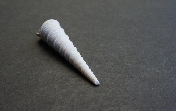 貝の化石 Nerineacea - greenfloat