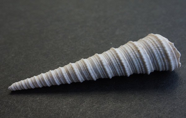 貝の化石 - 工芸品
