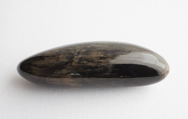 クジラの歯の化石 Fossil Whale Tooth - greenfloat