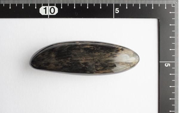 クジラの歯の化石 Fossil Whale Tooth - greenfloat