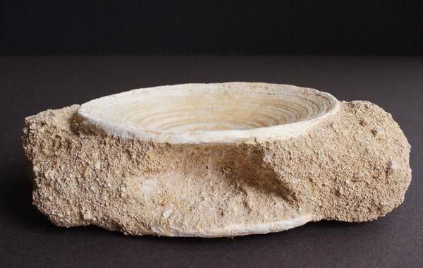 800年前のサメの背骨の化石 800年前のサメの背骨の化石（800年前のサメの背骨の化石）