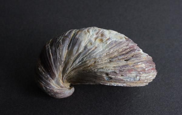 カキの化石 Fossil Gryphaea - greenfloat