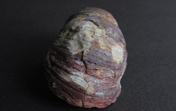 牡蠣の化石 カキの化石 Fossil Oyster