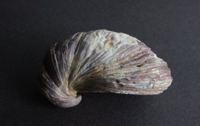 <img class='new_mark_img1' src='https://img.shop-pro.jp/img/new/icons49.gif' style='border:none;display:inline;margin:0px;padding:0px;width:auto;' />β Fossil Gryphaea