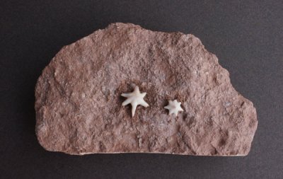 <img class='new_mark_img1' src='https://img.shop-pro.jp/img/new/icons49.gif' style='border:none;display:inline;margin:0px;padding:0px;width:auto;' />ॷβ Fossil Bryozoan
