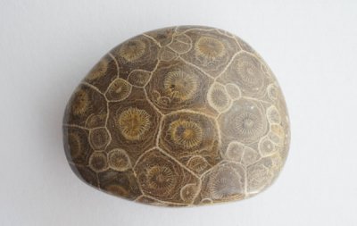 <img class='new_mark_img1' src='https://img.shop-pro.jp/img/new/icons49.gif' style='border:none;display:inline;margin:0px;padding:0px;width:auto;' />󥴤β Fossil Coral