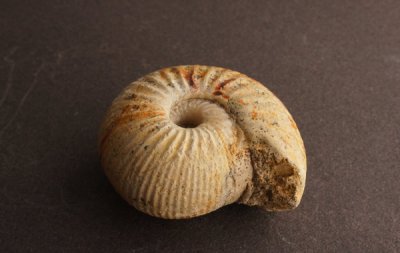 <img class='new_mark_img1' src='https://img.shop-pro.jp/img/new/icons49.gif' style='border:none;display:inline;margin:0px;padding:0px;width:auto;' />ʥ Ammonite