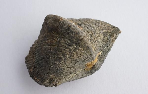 スピリファー化石　Paraspirifer Bownockeri Paraspirifer Bownockeri - greenfloat